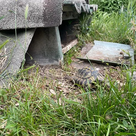 Family House בית נופש