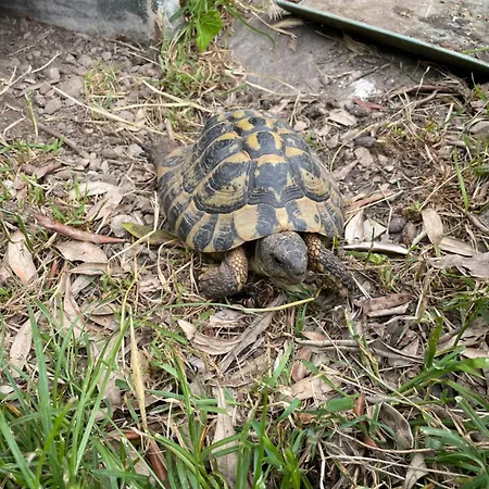 Family House בית נופש *