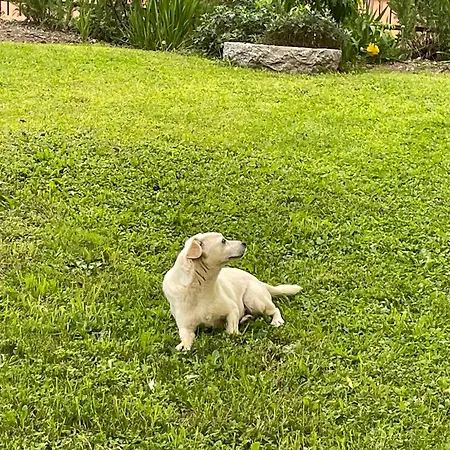 Family House בית נופש