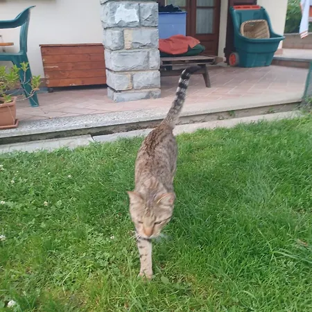 Family House בית נופש