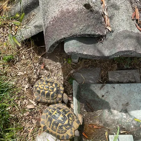 Family House Casa vacanze *